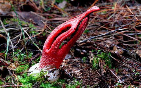 Odd Mushroom .